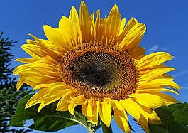 太陽花,花,廠