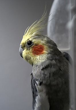 鸚鵡,仙女,鳥