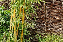 背景,竹,植物