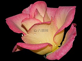 花,花瓣,植物區(qū)系