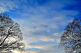 背景,天空,樹(shù)