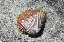 外殼,海灘,沙