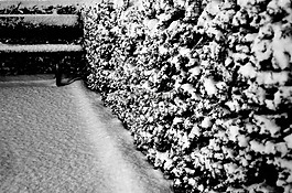 布什,雪,長凳