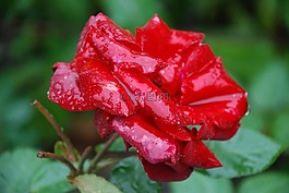 花,粉紅色,玫瑰