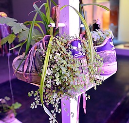 鞋,植物,回收
