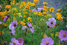 花,花束,白