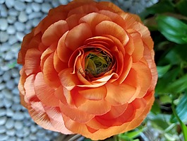花,自然,花瓣