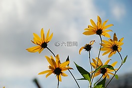 花,花束,白