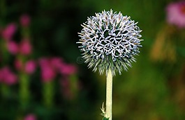 蒲公英,hawkbit,花