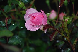 玫瑰,粉紅色,露水