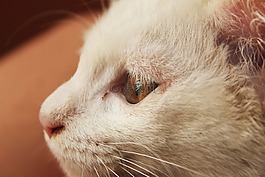 貓,動物,白貓