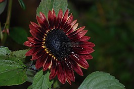 花,粉紅色,玫瑰