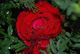 花,玫瑰,滴