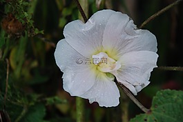 花,白,玫瑰