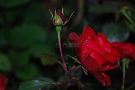 花,玫瑰,滴