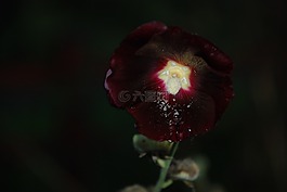 花,粉紅色,玫瑰
