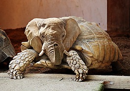 動(dòng)物,龜,動(dòng)物園