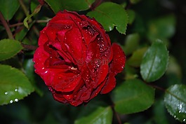 花,粉紅色,玫瑰