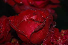 花,粉紅色,玫瑰