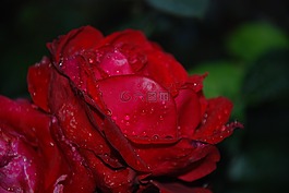 花,粉紅色,玫瑰