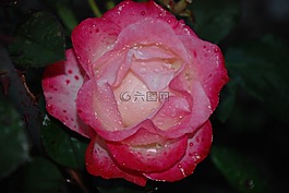 花,粉紅色,玫瑰