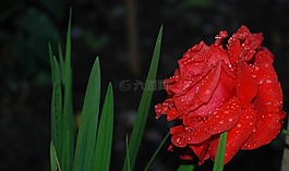 花,粉红色,玫瑰