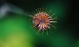 蒲公英,hawkbit,花