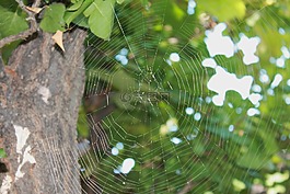 蜘蛛網(wǎng),web,樹