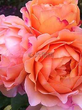 玫瑰,鮮花,夏天