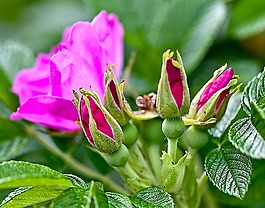 花,玫瑰,野玫瑰