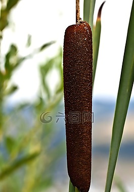警棍水,警棍szerokolistna,野生植被