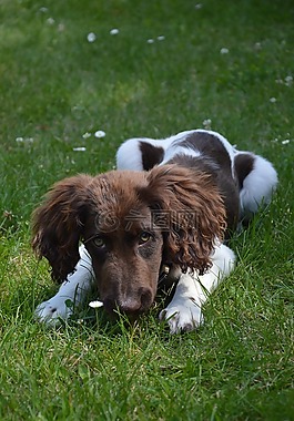 狗,小狗,動物