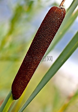 警棍水,警棍szerokolistna,野生植被