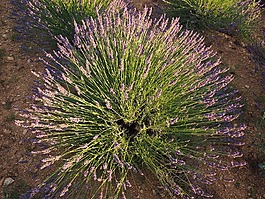 薰衣草灌木,熏衣草,夕阳