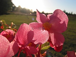 traenendes,心臟,植物