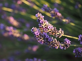薰衣草字段,熏衣草,夕陽