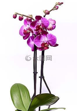 蘭花,花,紫