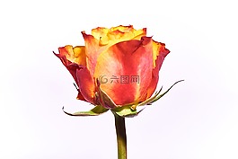 玫瑰,紅色,橙