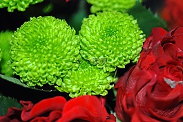 花,粉紅色,玫瑰