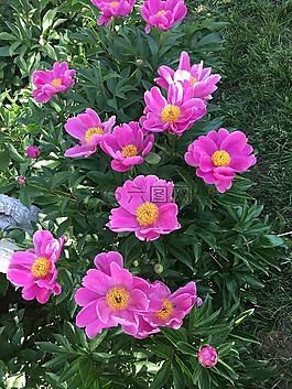 花,草,紅