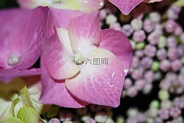 花,粉紅色,玫瑰