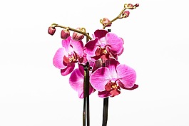 蘭花,花,開花