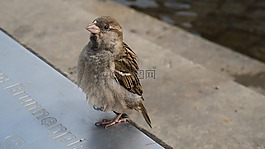 鳥,麻雀,性質(zhì)