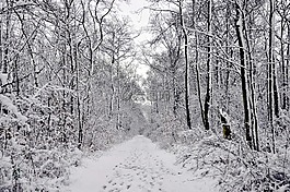 冬季森林,雪,林中运行轨道