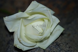 白,花,開(kāi)花