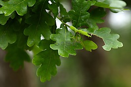 橡樹(shù),葉子,秋季