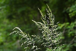 草,绿色,散景