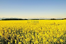 春天,油菜開(kāi)花,性質(zhì)