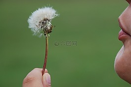 蒲公英,hawkbit,花