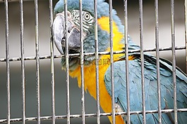 鳥,動物園,長尾小鸚鵡
